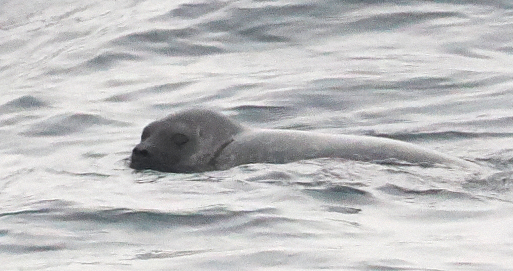 Ringed seal swimming at the surface of grey water