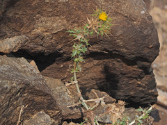 Berkheya spinosissima image