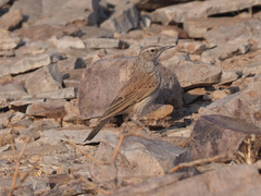 Certhilauda subcoronata