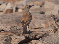 Certhilauda subcoronata