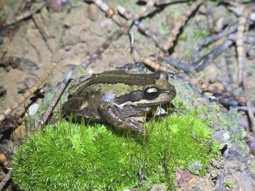 Rawlinsonia sibilus