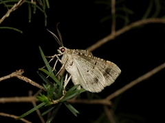 Syneora hemeropa