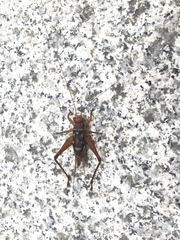 Cardiodactylus guttulus