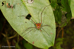 Arthrodes xanthopygus