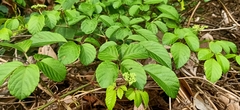 Causonis japonica