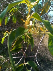 Plectaneia thouarsii