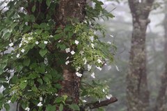 Hydrangea petiolaris