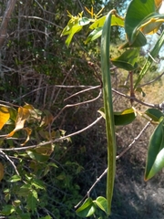 Plectaneia thouarsii