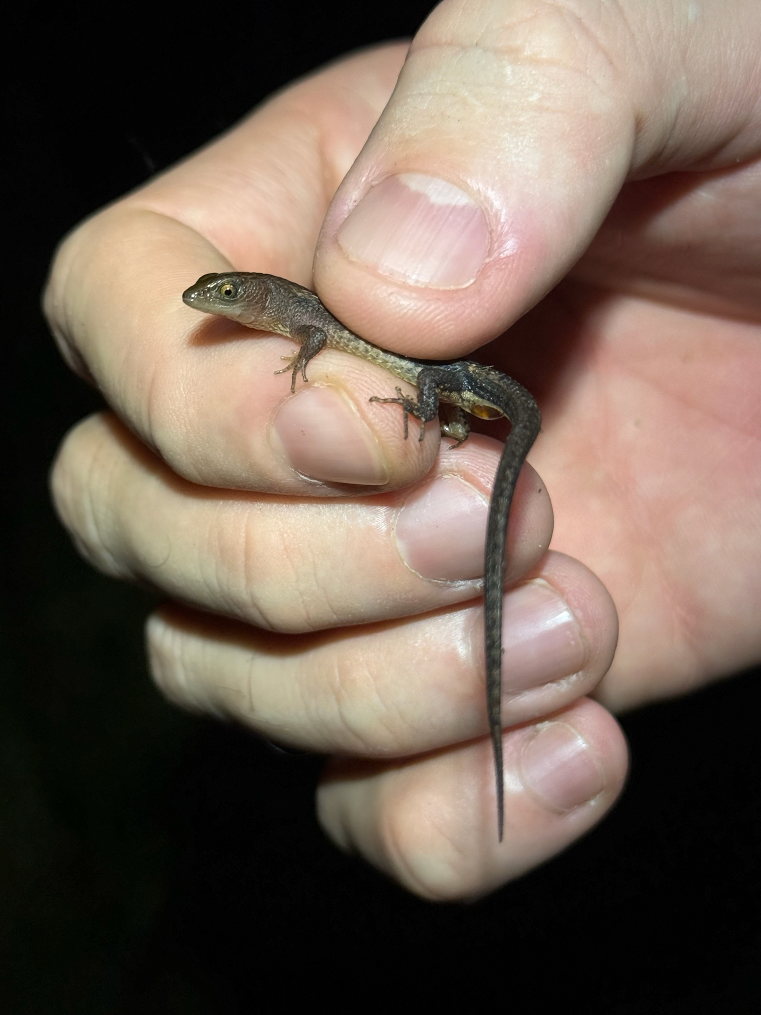 Alopoglossus angulatus (Linnaeus, 1758)