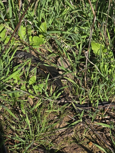 Pygmy Copperhead