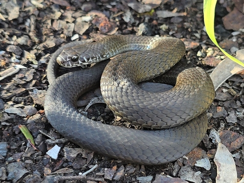 Pygmy Copperhead