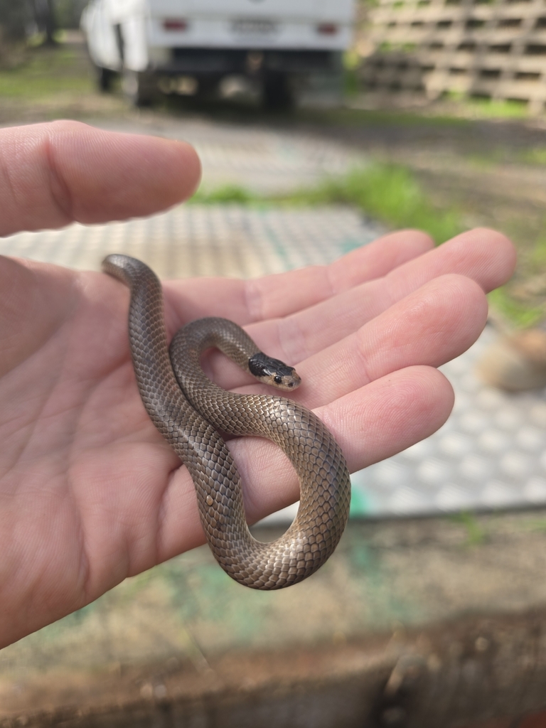 Little Whip Snake