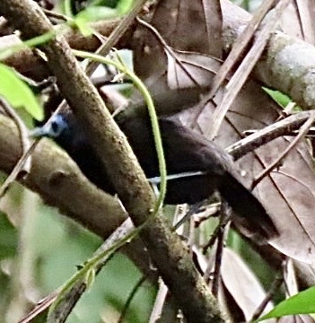Bare-crowned Antbird (Gymnocichla nudiceps), photo 5
