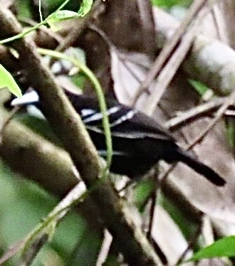 Bare-crowned Antbird (Gymnocichla nudiceps), photo 6