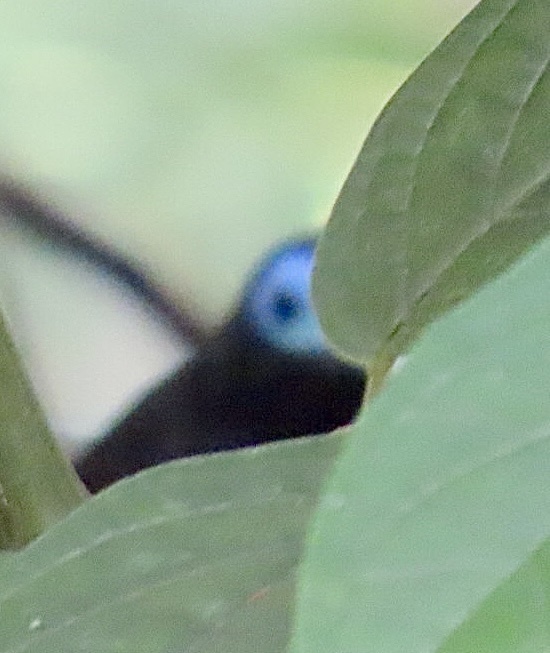 Bare-crowned Antbird (Gymnocichla nudiceps), photo 7