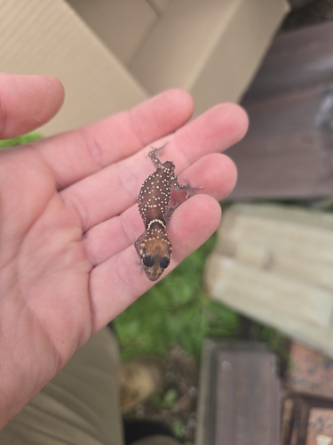 Thick-tailed Gecko