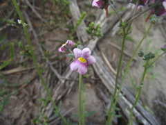 Nemesia denticulata