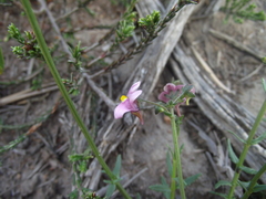 Nemesia denticulata