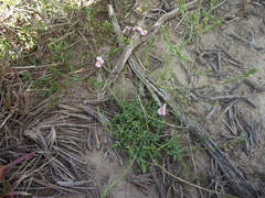 Nemesia denticulata