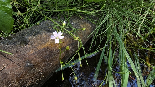 marsh claytonia (Claytonia palustris)