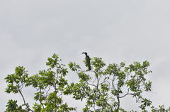 Lophoceros fasciatus