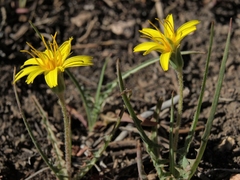 Agoseris parviflora