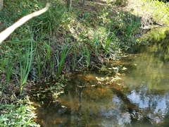 Iris giganticaerulea