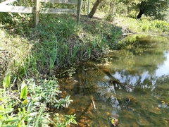 Iris giganticaerulea