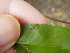 Gonipterus platensis