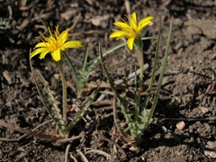Agoseris parviflora