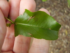 Gonipterus platensis