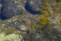 Umpqua Dace photo 1