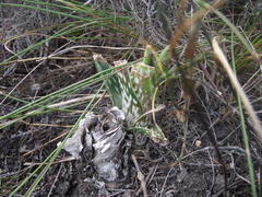 Aloe micracantha