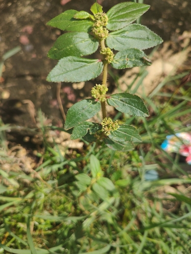 Asthma Plant