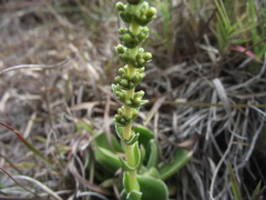 Crassula capitella capitella