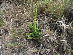 Crassula capitella capitella