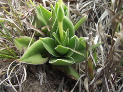 Crassula capitella capitella