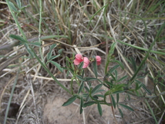 Indigofera disticha