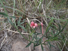 Indigofera disticha