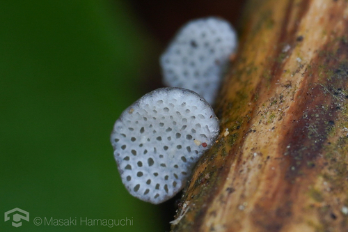 Favolaschia nipponica