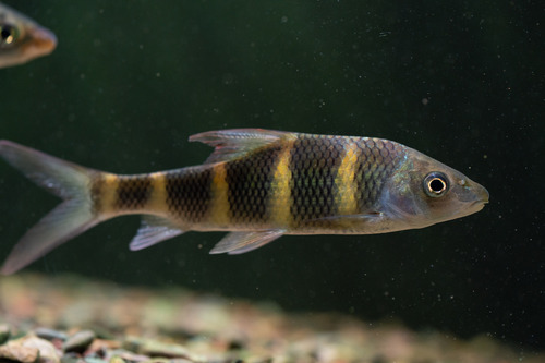 Iridescent barb (Acrossocheilus iridescens) — Cyprinidae — 3