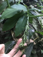 Habenaria pantlingiana