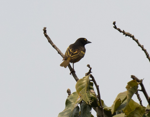Weyns's Weaver (Ploceus weynsi), photo 6