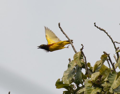 Weyns's Weaver (Ploceus weynsi), photo 6