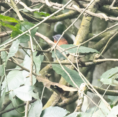 Chestnut Wattle-eye (Dyaphorophyia castanea), photo 3