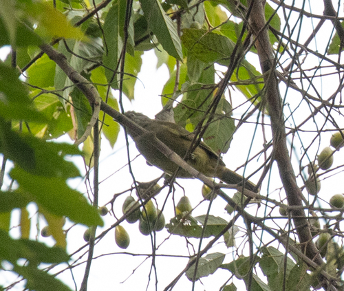 Little Grey Greenbul (Eurillas gracilis), photo 9