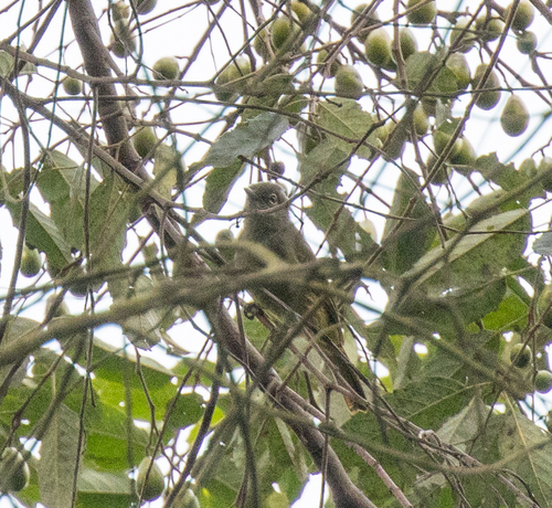 Little Grey Greenbul (Eurillas gracilis), photo 5