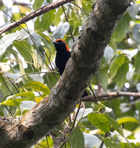 Red-headed Malimbe (Malimbus rubricollis), photo 4