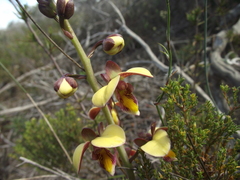 Eulophia tuberculata