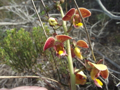 Eulophia tuberculata